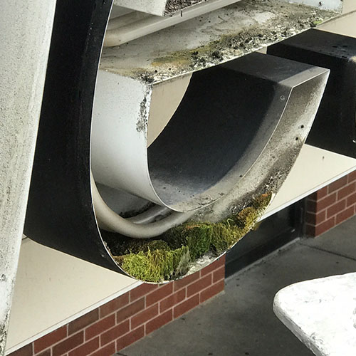 An exterior channel letter sign filled with unwanted moss and debris.